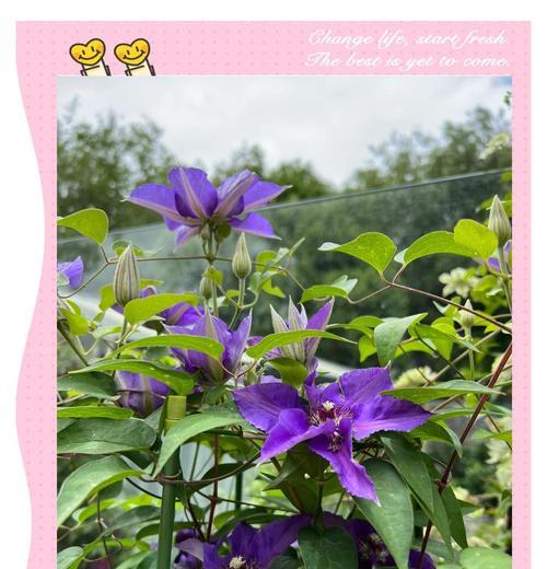 铁线莲配子的种植方法是什么？