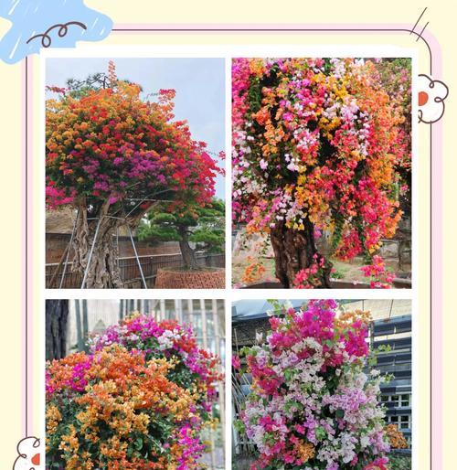 三角梅嫁接后如何正确套袋？