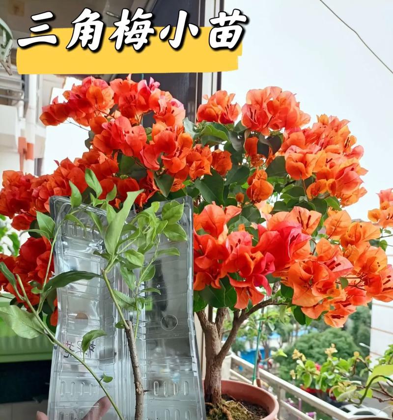 三角梅嫁接后如何正确套袋？