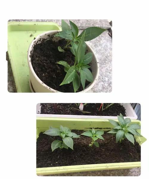 塑料花瓣叶子发黄是什么原因？如何处理？