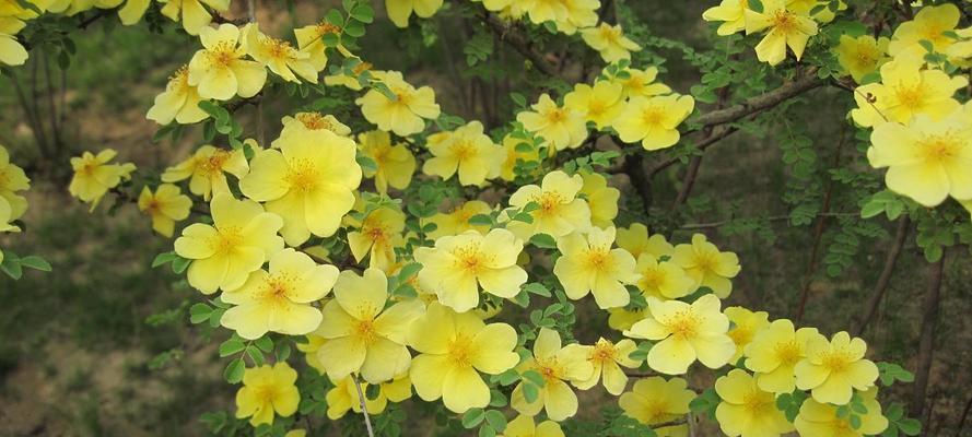 塑料花瓣叶子发黄是什么原因？如何处理？