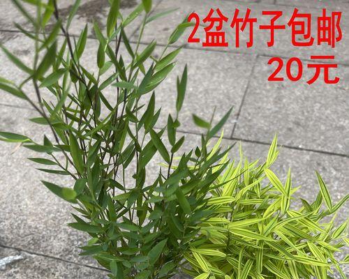 金子竹子叶子发黄的常见原因及解决办法？
