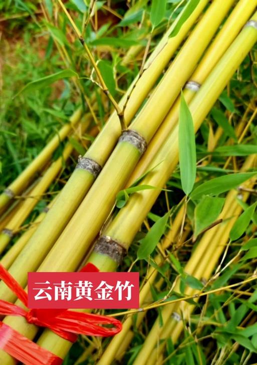 金子竹子叶子发黄的常见原因及解决办法？