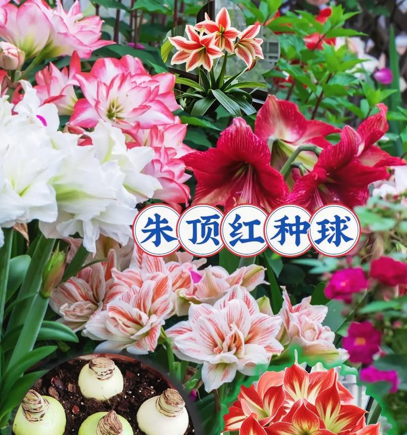 朱顶红播种需要哪种土壤？播种步骤详解？