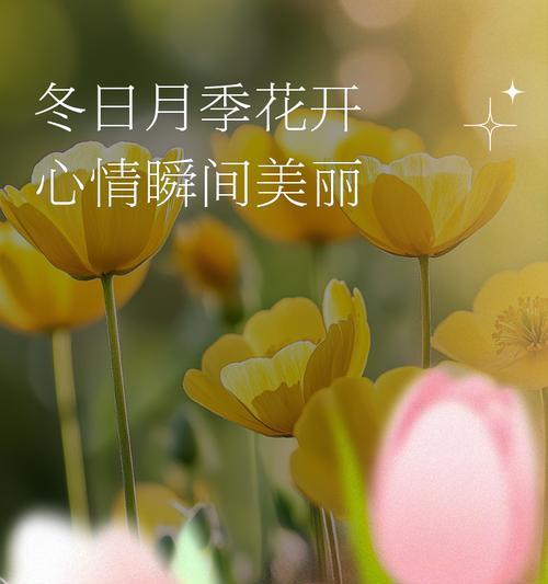 冬天月季怎么形容好看？有哪些技巧可以让月季在冬季依然美丽？