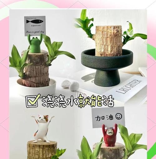 七彩木如何正确浇水？七彩木浇水的注意事项有哪些？