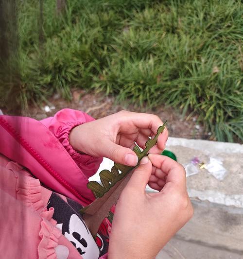 七彩木如何正确浇水？七彩木浇水的注意事项有哪些？