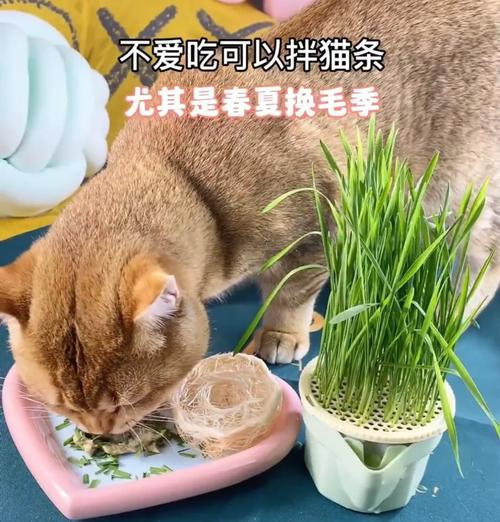 小盆景猫耳草怎么养？猫耳草的养护技巧是什么？