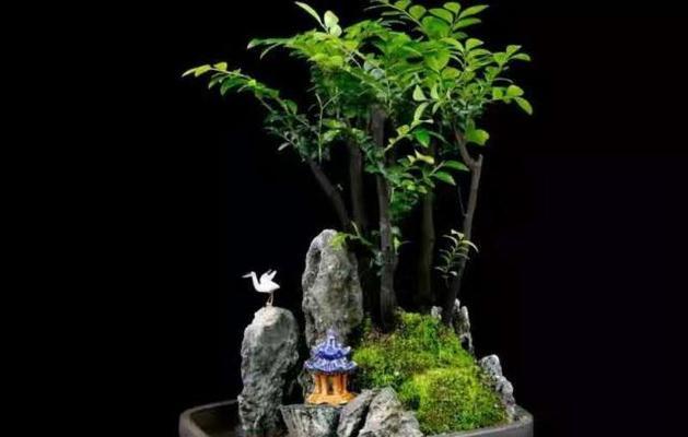 小盆景猫耳草怎么养？猫耳草的养护技巧是什么？