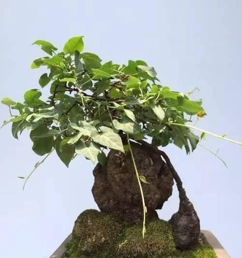 小盆景猫耳草怎么养？猫耳草的养护技巧是什么？