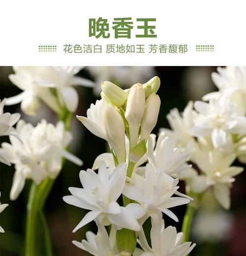秋麦球根植物养护管理要点是什么？