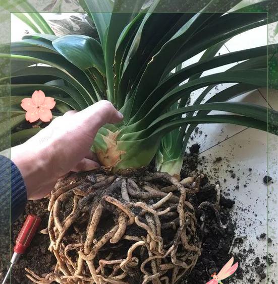 君子兰换盆的最佳季节是什么时候？