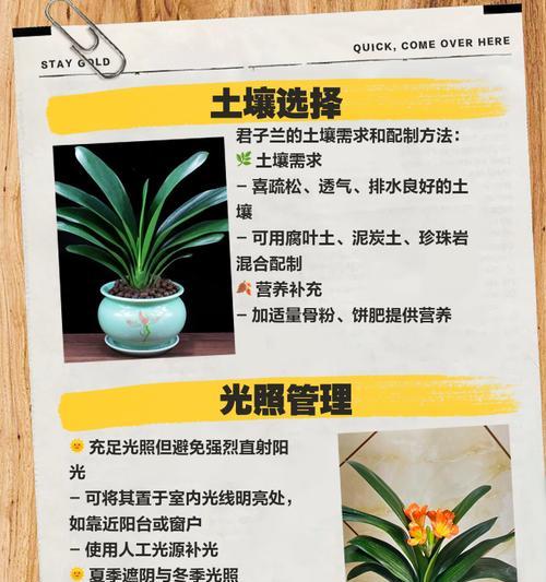 君子兰换盆的最佳季节是什么时候？