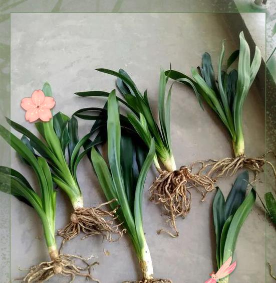 君子兰换盆的最佳季节是什么时候？