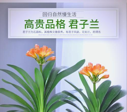 如何选择适合君子兰的杀虫剂？