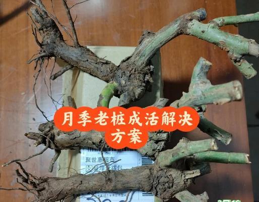 辛古塔月季的养殖方法是什么？