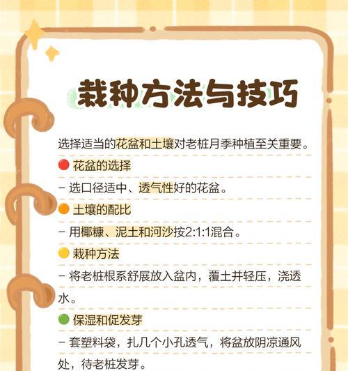 辛古塔月季的养殖方法是什么？