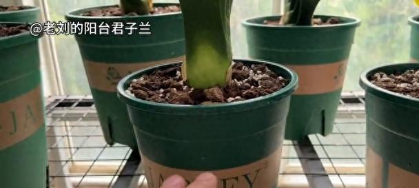 君子兰根系养护的正确方法是什么？
