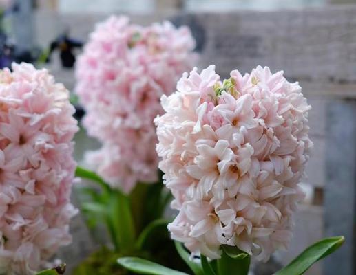 朱顶红首次开花的特征是什么？