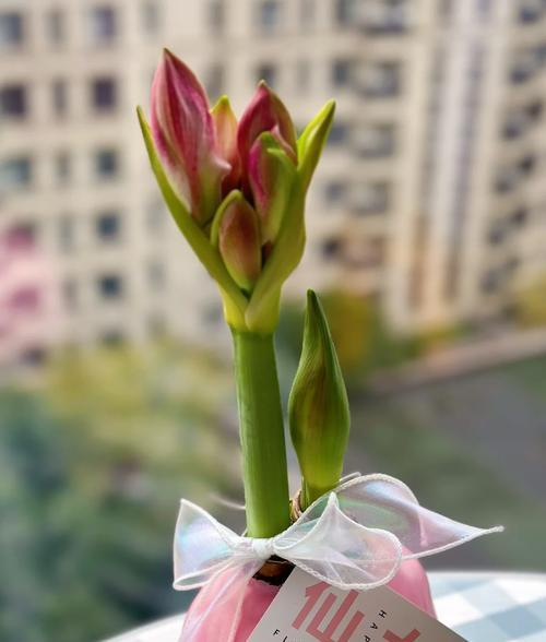 朱顶红首次开花的特征是什么？