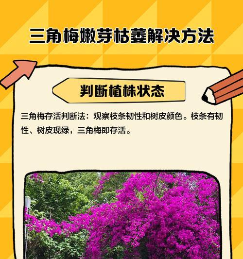 三角梅缺酸的解决方法是什么？