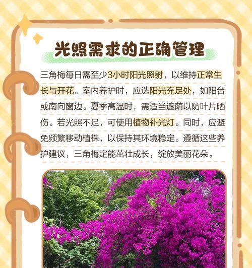 三角梅缺酸的解决方法是什么？