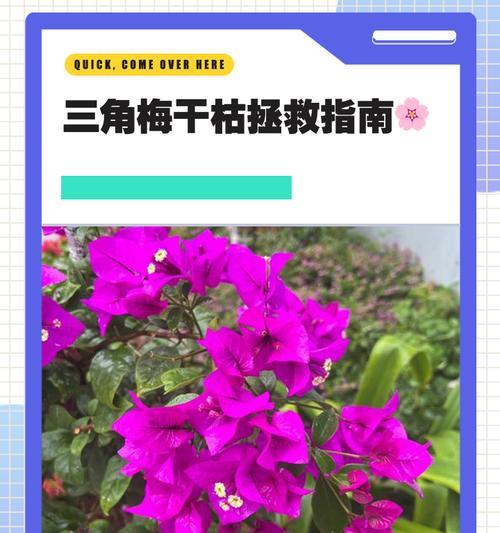 三角梅缺酸的解决方法是什么？