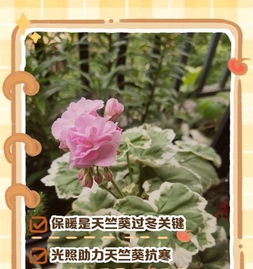天竺葵冬季不长叶子的解决办法是什么？