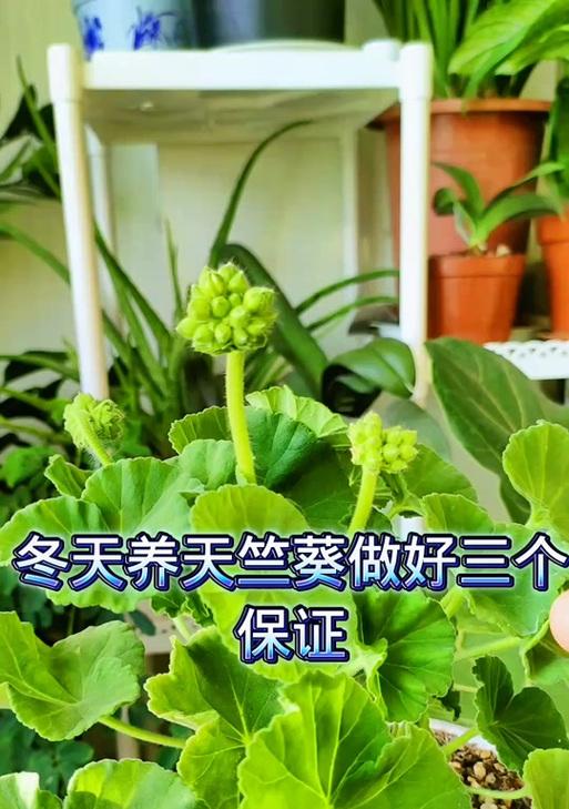 天竺葵冬季不长叶子的解决办法是什么？