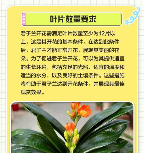 养君子兰什么叶片好？如何选择最佳的君子兰叶片？