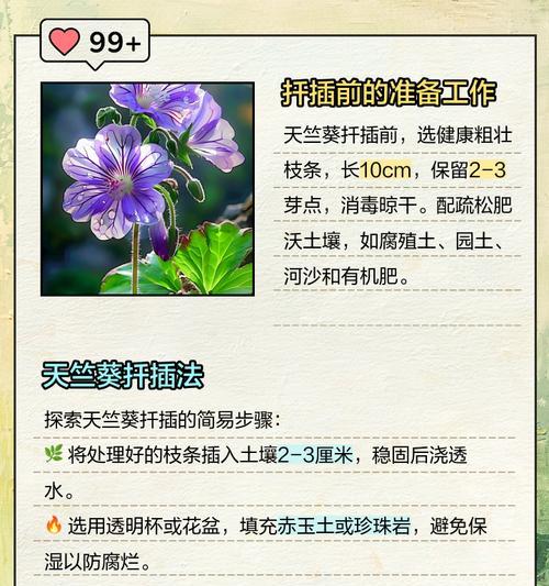 天竺葵扦插苗的正确养护方法？