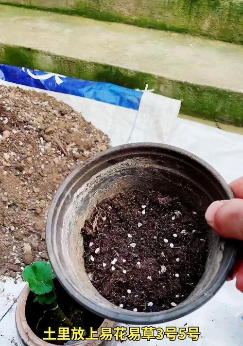 天竺葵扦插苗的正确养护方法？