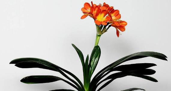 能开出君子兰的花卉有哪些？