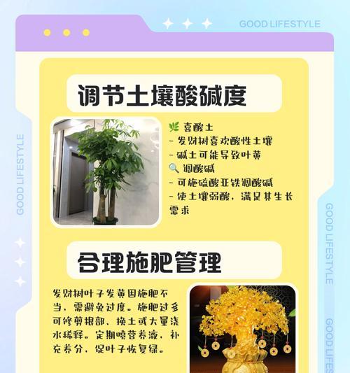 迷你发财树掉叶发黄怎么办？解决措施有哪些？