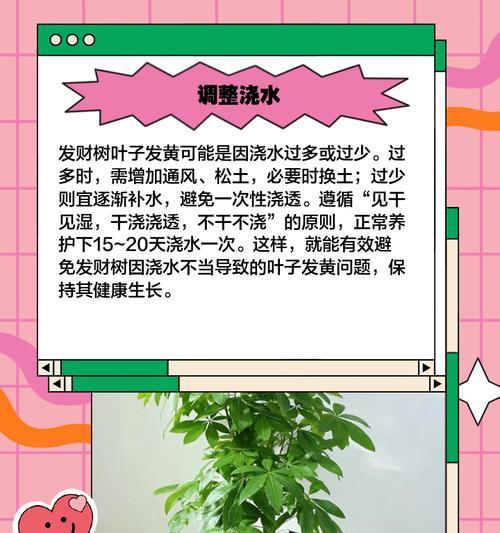 迷你发财树掉叶发黄怎么办？解决措施有哪些？