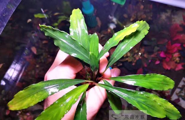 水蓉叶子发黄的解决方法有哪些？