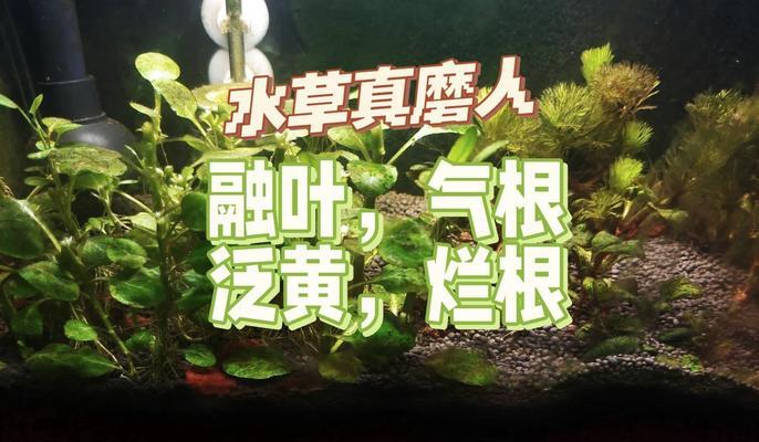 水蓉叶子发黄的解决方法有哪些？