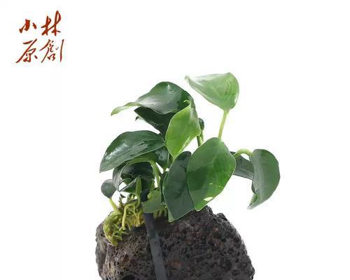 水蓉叶子发黄的解决方法有哪些？