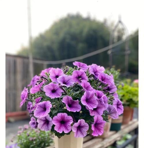阳光充足的阳台适合种植哪些花？