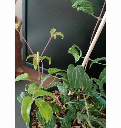 阳台铁线莲的正确养护方法是什么？