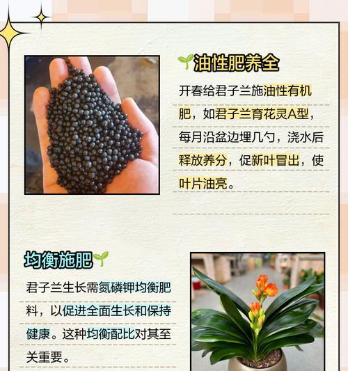 君子兰倒盆时应该使用哪种肥料？