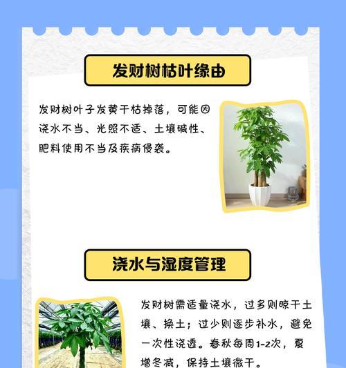 发财树叶子边缘发黄的解决方法是什么？