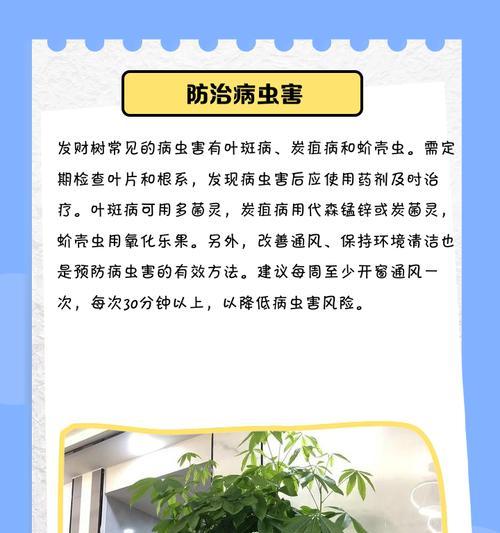 发财树叶子边缘发黄的解决方法是什么？