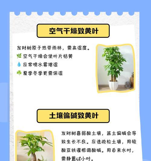 发财树叶子边缘发黄的解决方法是什么？