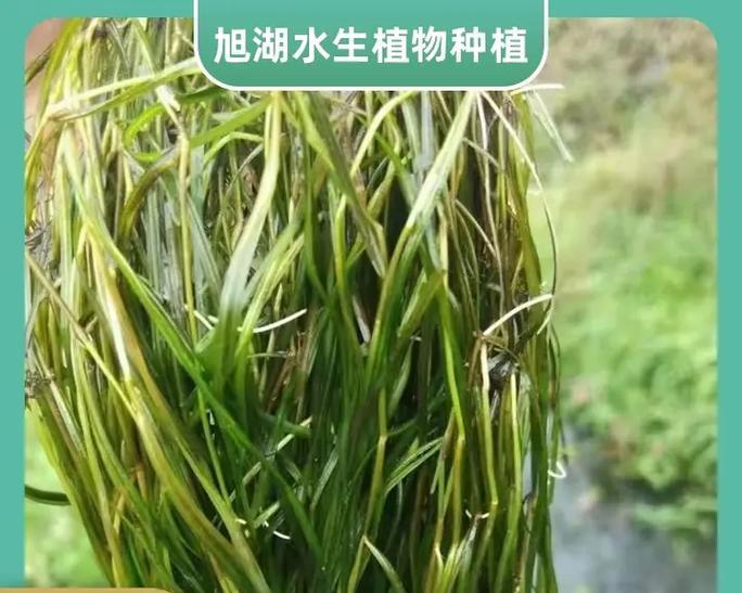 辽源市有哪些沉水水生植物？它们的生长环境是什么？