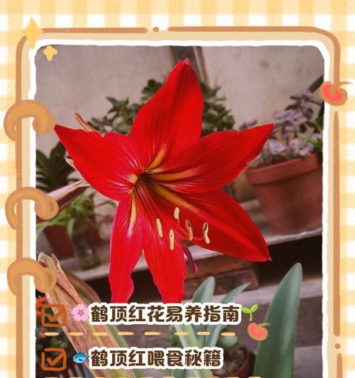 迪卡奶油朱顶红不香的原因是什么？如何改善？