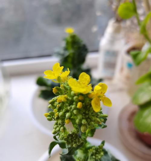 冬季白菜苗子如何正确浇水？