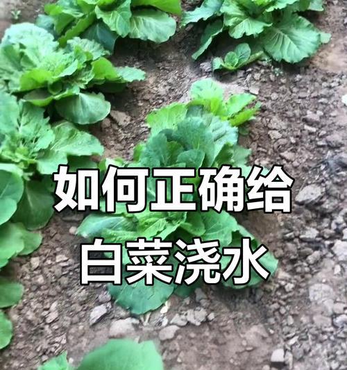 冬季白菜苗子如何正确浇水？