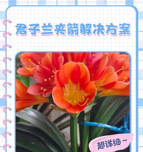 君子兰花箭多是正常现象吗？