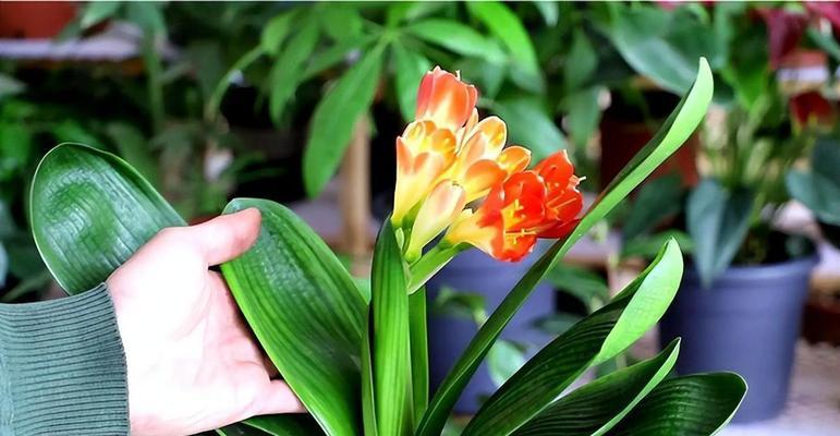 君子兰花箭多是正常现象吗？